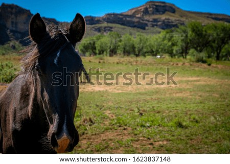Detail of a horse on a farm.