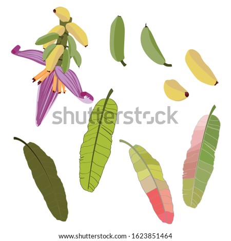 Banana palm tree collection: fruits, leaves. flower. Vector design isolated elements on the white background.