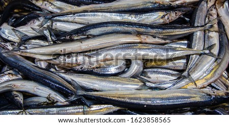 Needlefish.Pile of raw needlefisf at London billingsgate Fish Maeket