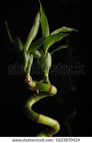 Lucky bamboo plant against dark background. Dracaena sanderiana green plant with some water drops on It.