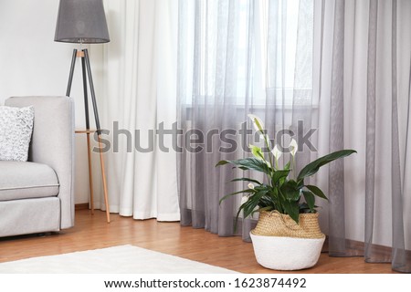 Beautiful peace lily in wicker pot near window indoors. Interior design idea Royalty-Free Stock Photo #1623874492