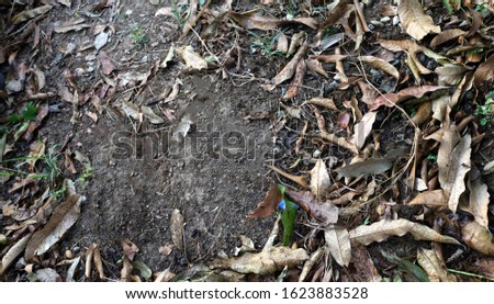 close up The background and textures of brown dry leaves on ground