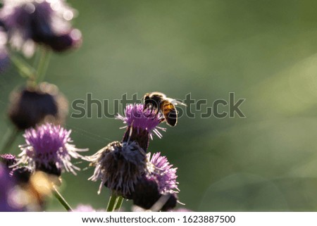 bee on a thistle in backlight