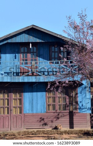 beauty cherry blossom in bloom and art of wood house with unique architecture and peaceful, this is tet in vietnam and symbol of springtime