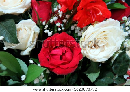  Colorful colored flowers such as red and white roses are very beautiful and liked by anyone because they are fragrant and charming                              