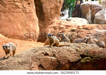 meerkat suricata suricatta on rocks
