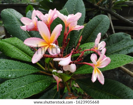 fresh frangipani flower after rain with bluur background 