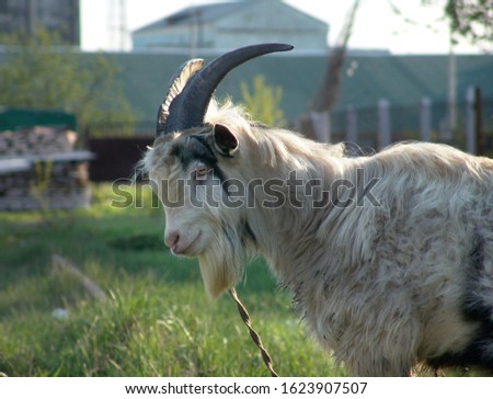 Goat.Portrait of a close-up. Selective focus.