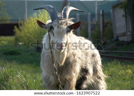 Goat.Portrait of a close-up. Selective focus.