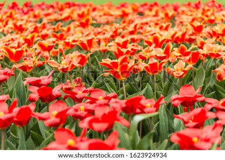 A red tulip flower plain