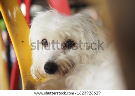 close up of cute little white fluffy dog