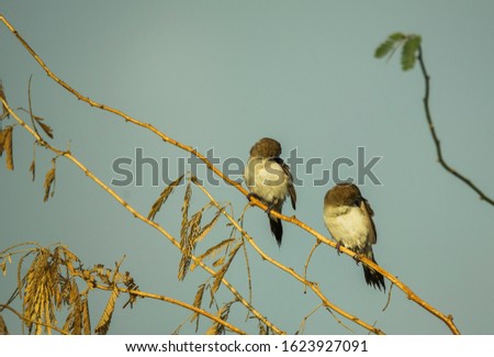 common birds of Saudi Arabia 