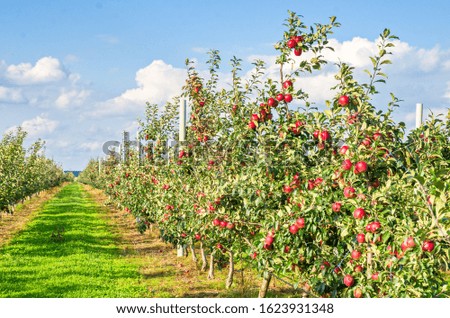 Apple orchard with ripe red apples