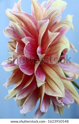 Large terry flower dahlia with motley but not bright petals on a blue background.