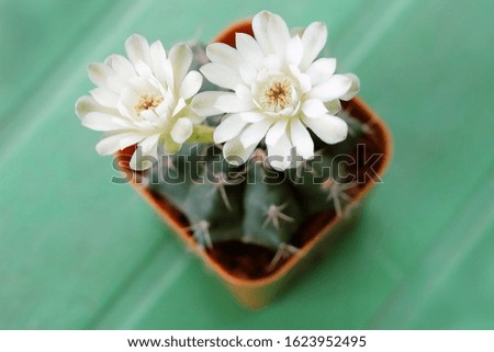 Top view of white cactus flowers Blooming on green table. 