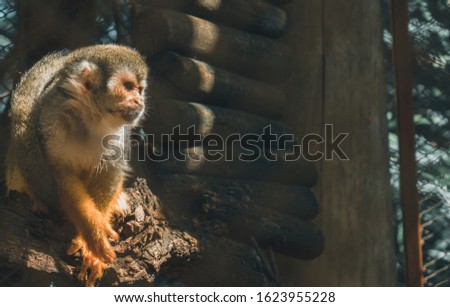 Picture of a Squirrel Monkey