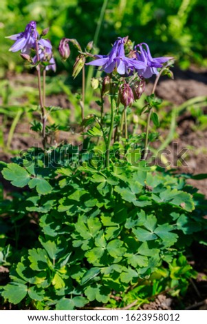 Delicate columbine flower (Aquilegia vulgaris) in garden