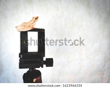 Golden Tree Frog on a tripod White and red background, picture suitable for circus or animal cuteness.