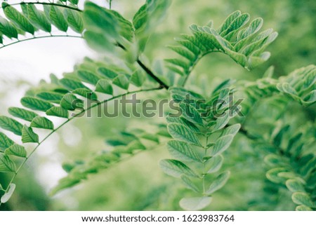 green acacia leaves on a branch in summer