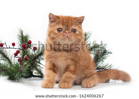 little kitten on white isolated background