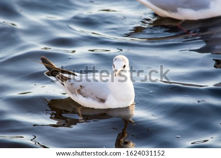 A close up picture of a Seagull, The European Herring Gull (Larus Argentatus), Floating on the water of lake in Yorkshire England 