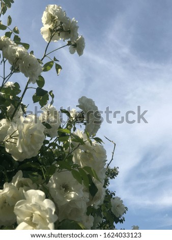 bush of white roses on a background of blue sky