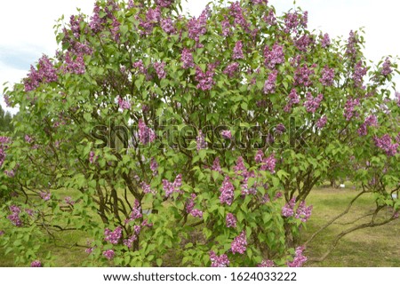 Common Lilac 'Comte de Kerchove' (Syringa vulgaris)