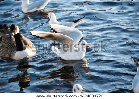 A close up picture of a Seagull, The European Herring Gull (Larus Argentatus), Floating on the lake Water 