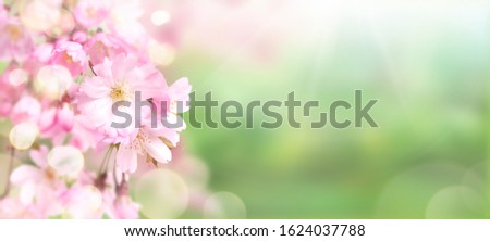 Pink cherry tree blossom flowers blooming in springtime against a natural sunny blurred garden banner background of green and white bokeh.