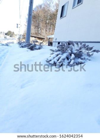 Photo of a round flower on a Japanese home page that is snowed.