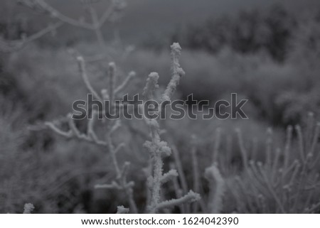 frosted moody winter plants close up