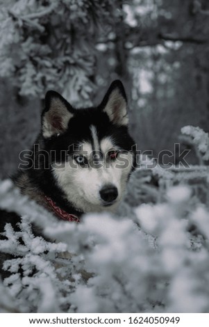 black and white siberian husky sitting in the snow
