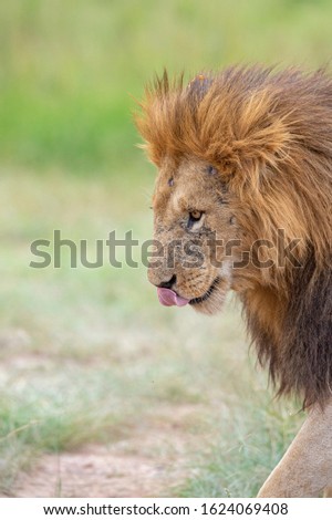 Male Lion Great Caesar from Notches seen near Mara River, Masai Mara, Kenya, Africa