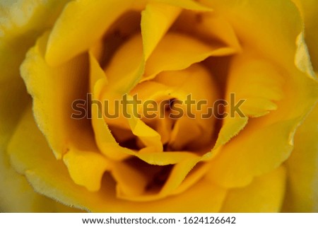 extreme macro photography of beautiful yellow rose flower bloomi