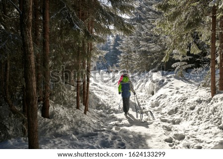 Tourists dragging their sleds while walking on a mountain trail in a forest during winter.