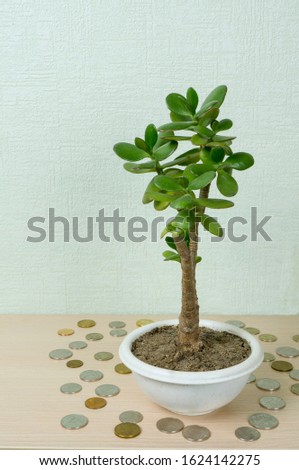 Money tree, latin name Crassula. Around it lie coins of yellow and white metal. The concept of wealth, investment, investment, bank deposit. Vertical photo