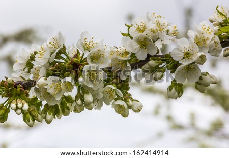A high key picture of apple tree branch with blooming flowers