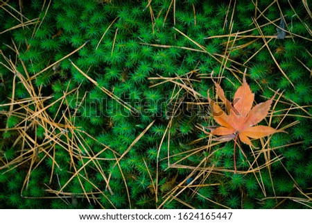 falling yellow maple leaf on green grass background 
