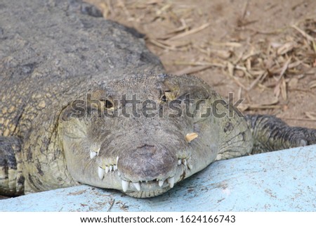  A crocodile has put the face upon the edge of pool and shows off the dreadful teeth out. Eyes of the reptile is scary and fearful