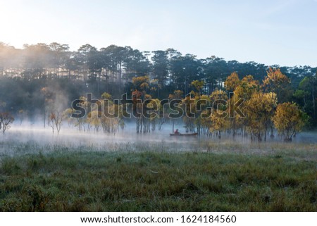 beauty flooded forest in swamp at springtime with colorful leaves and magical fog reflection on the lake at sunrise, best photo use for idea printing, travel design and more