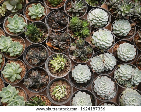 Top view of a variety of succulent plants on top of a wooden table background
