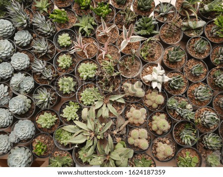 Top view of a variety of succulent plants on top of a wooden table background