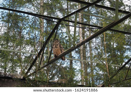 An owl is sitting on the tree