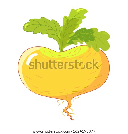 Ripe turnip with green leaves. Healthy and wholesome food. Character of a Russian fairy tale. Royalty-Free Stock Photo #1624193377