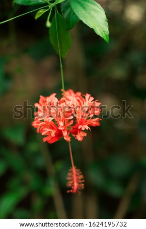 Beautiful Hibiscus schizopetalus flower in nature