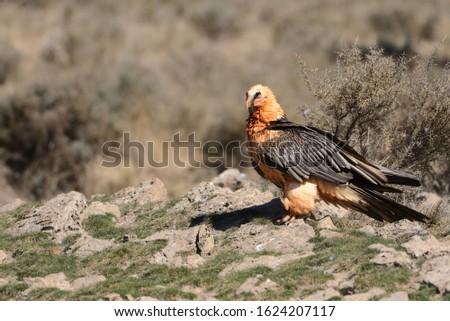 The Bearded Vulture (Gypaetus barbatus), also known as the Lammergeier or Lammergeyer, is a bird of prey, and the only member of the genus Gypaetus.