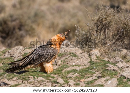The Bearded Vulture (Gypaetus barbatus), also known as the Lammergeier or Lammergeyer, is a bird of prey, and the only member of the genus Gypaetus.Adult tripping a bone. 