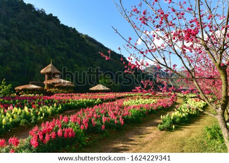 Wild Himalayan Cherry flower in Doi Ang Khang, Chiang Mai. Royalty-Free Stock Photo #1624229341