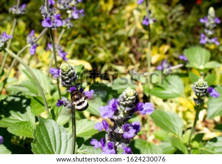 Picture of a bumble bee on a flower