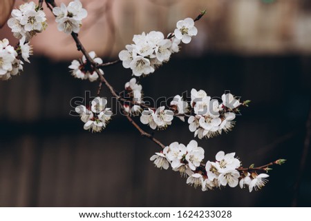 flowering apricot branch on a blurred background. Spring background. Blooming fruit tree. white apricot flowers. A branch with many buds outdoors.